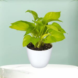 Golden Money Plant