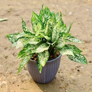 Green Aglaonema