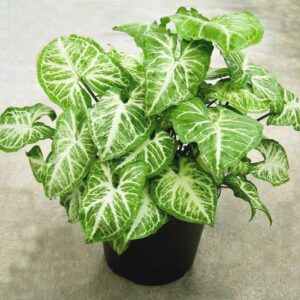 Syngonium