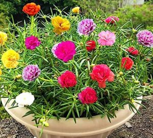 8 O'Clock Flower