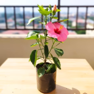 Pink Gudhal