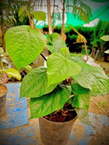 Paan beel with pot