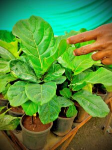 Learnta ficus 6 Inch pot
