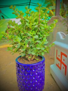 Zd plants with pot blue disiner