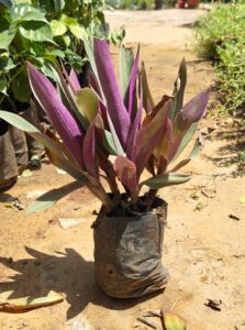 Perpal hurt plants