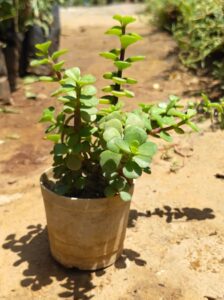 JD plants with pot 3 inch