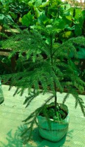 Snake Oxygen plants Small Patti