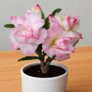 Adenium Light Pink