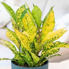 Lemon Coroton