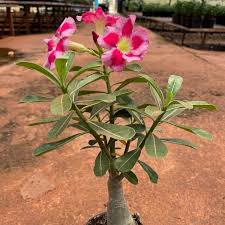 Adenium Pink