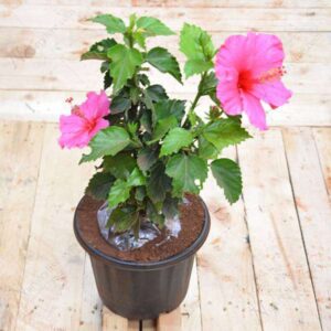Light Pink Gudhal