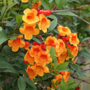 Tecoma Orange